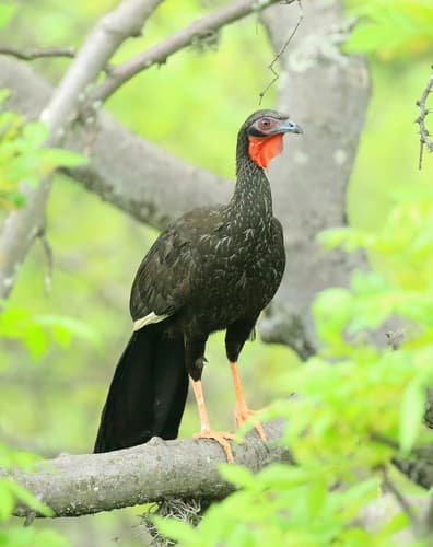 White-winged Guan