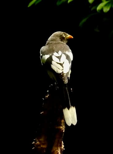 White-winged Magpie