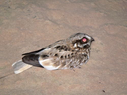 White-winged Nightjar