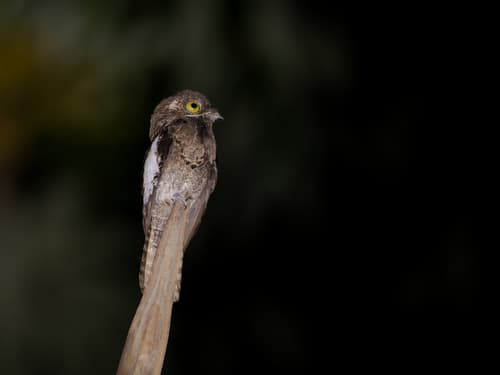 White-winged Potoo