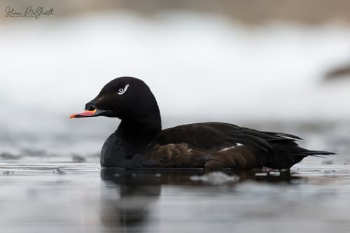 White-winged Scoter