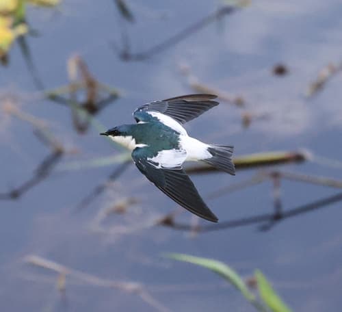 White-winged Swallow