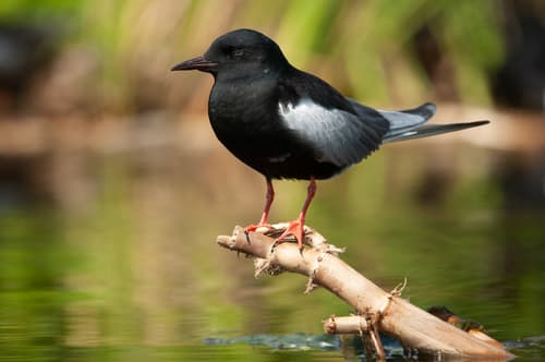 White-winged Tern
