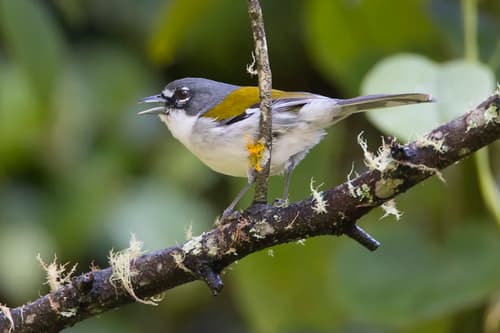 White-winged Warbler