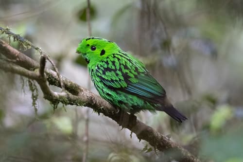 Whitehead's Broadbill
