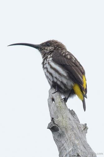 Whitehead's Spiderhunter