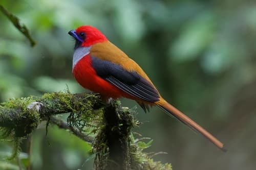 Whitehead's Trogon