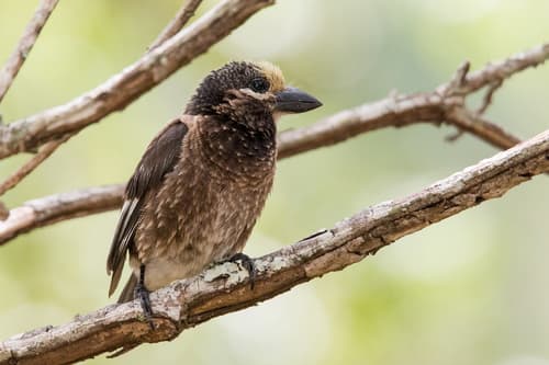 Whyte's Barbet
