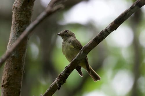 Wied's Tyrant-Manakin
