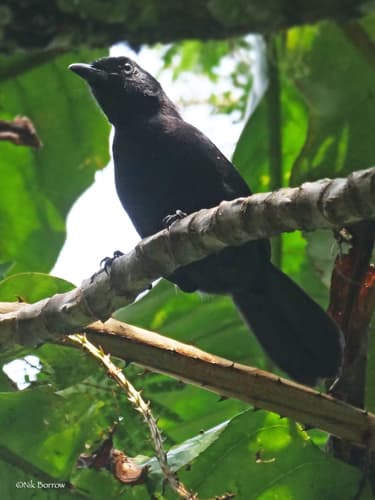 Willard's Sooty Boubou
