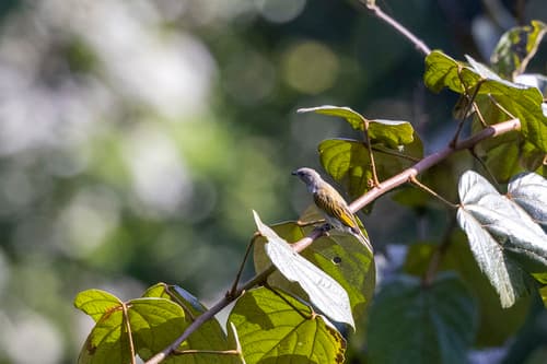 Willcocks's Honeyguide