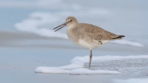 Willet