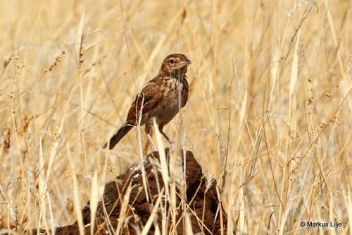 Williams's Lark