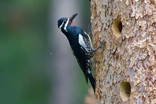 Williamson's Sapsucker