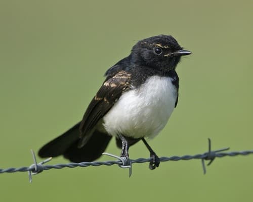 Willie Wagtail