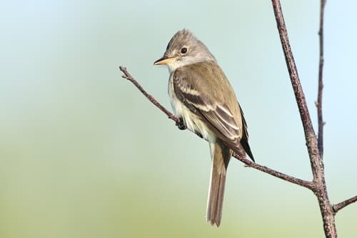 Willow Flycatcher