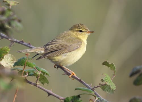 Willow Warbler