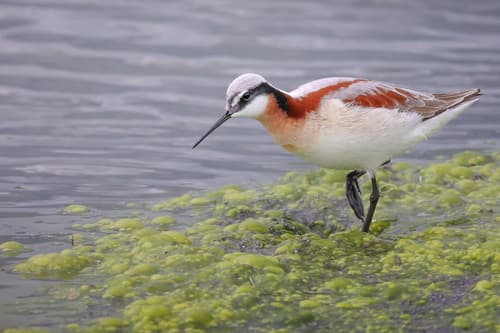 Wilson's Phalarope