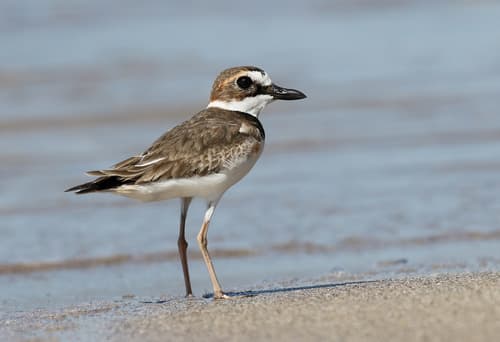 Wilson's Plover