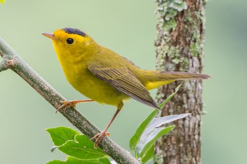 Wilson's Warbler