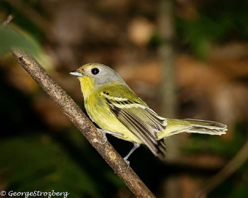 Wing-barred Piprites