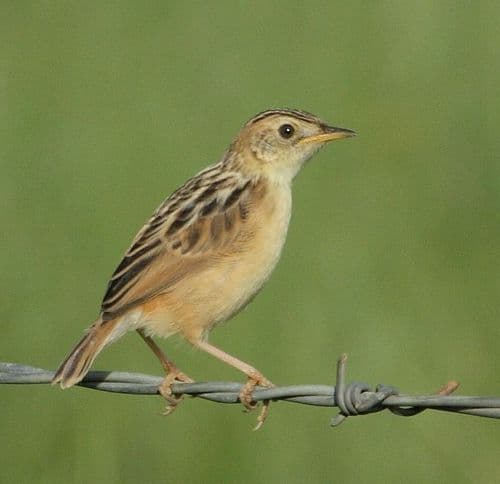 Wing-snapping Cisticola