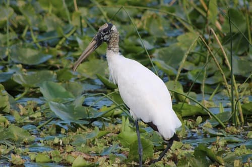Wood Stork