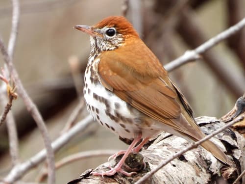 Wood Thrush