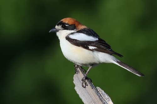 Woodchat Shrike
