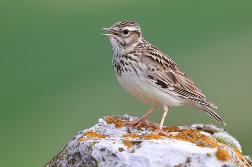 Woodlark