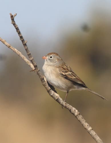 Worthen's Sparrow