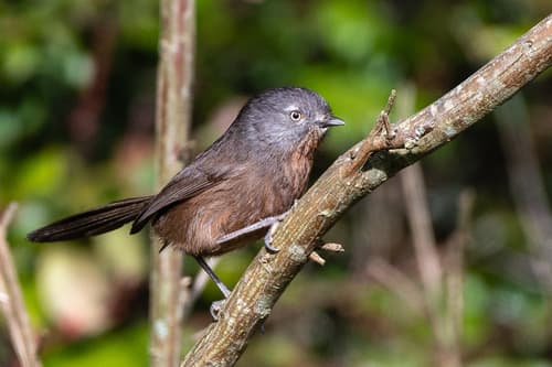 Wrentit