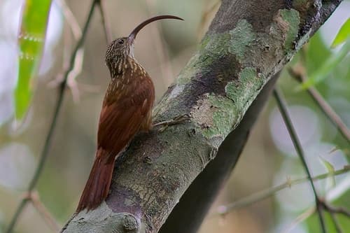 Xingu Scythebill