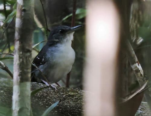 Yapacana Antbird