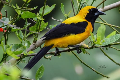 Yellow-backed Oriole