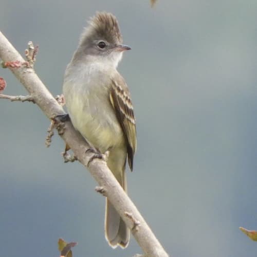 Yellow-bellied Elaenia