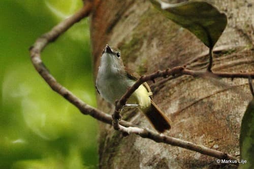 Yellow-bellied Gerygone