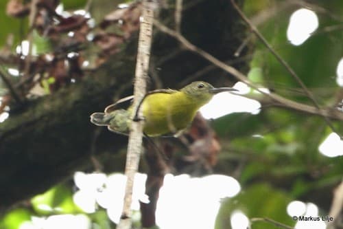 Yellow-bellied Longbill