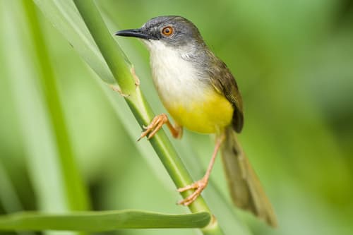 Yellow-bellied Prinia