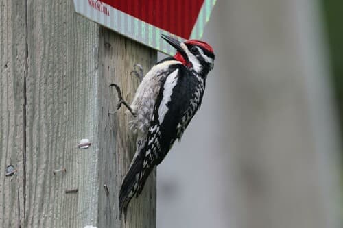 Yellow-bellied Sapsucker