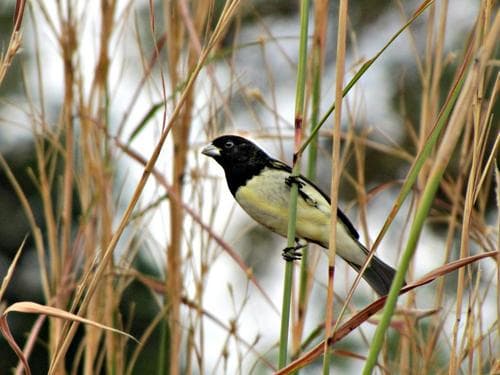 Yellow-bellied Seedeater