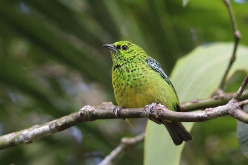 Yellow-bellied Tanager