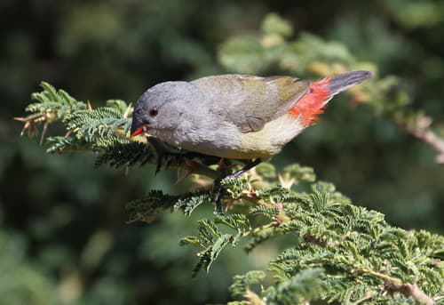 Yellow-bellied Waxbill