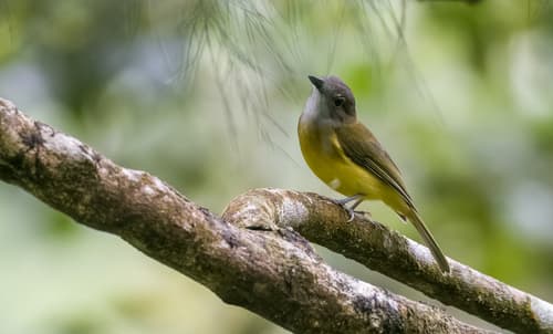 Yellow-bellied Whistler