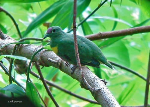 Yellow-bibbed Fruit Dove