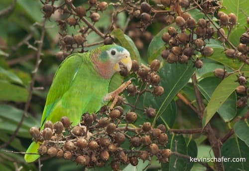 Yellow-billed Amazon
