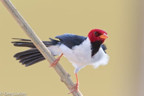 Yellow-billed Cardinal