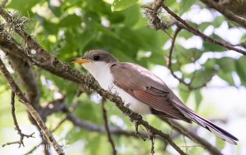 Yellow-billed Cuckoo