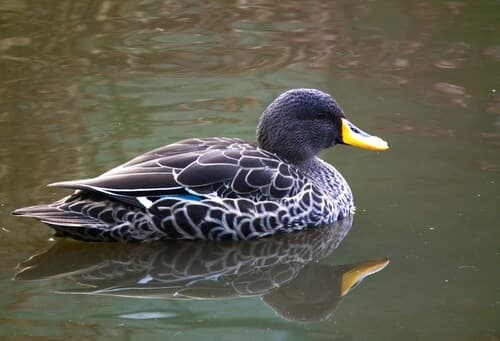 Yellow-billed Duck