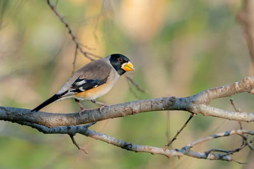 Yellow-billed Grosbeak